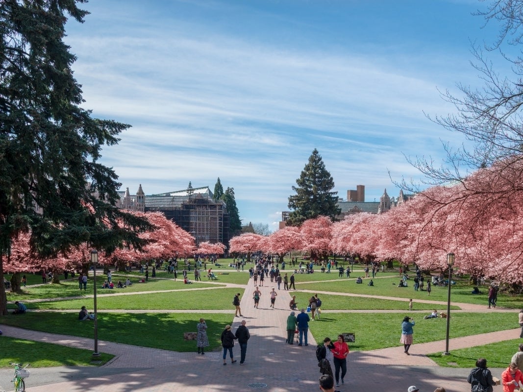 Đại học Washington trong mùa hoa anh đào