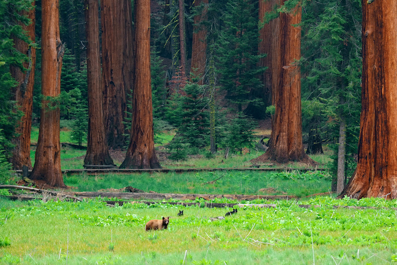 Công viên quốc gia Sequoia và Kings Canyon