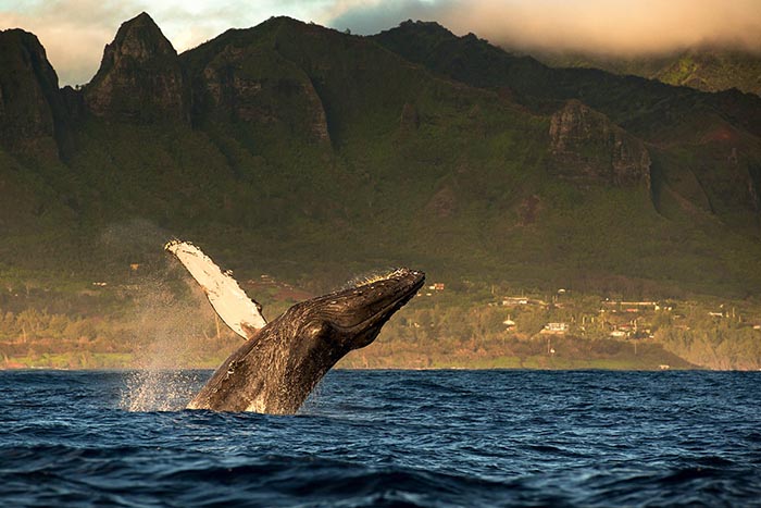 Xem cá voi lưng gù ở Hawaii