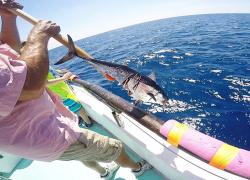 Du lịch và câu cá ở Key West Florida