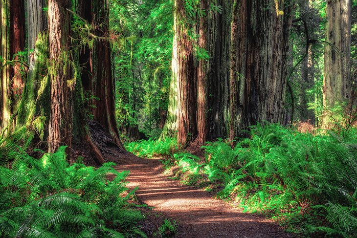 Công viên quốc gia và tiểu bang Redwood