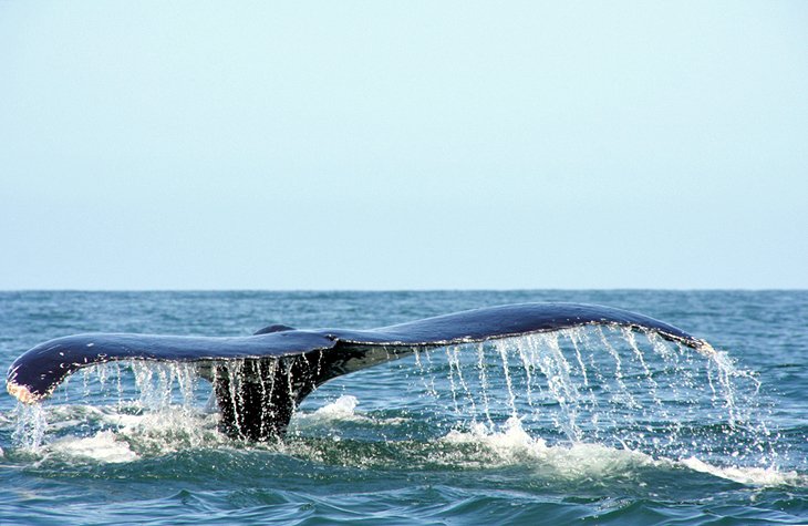 Chuyến tham quan ngắm cá voi