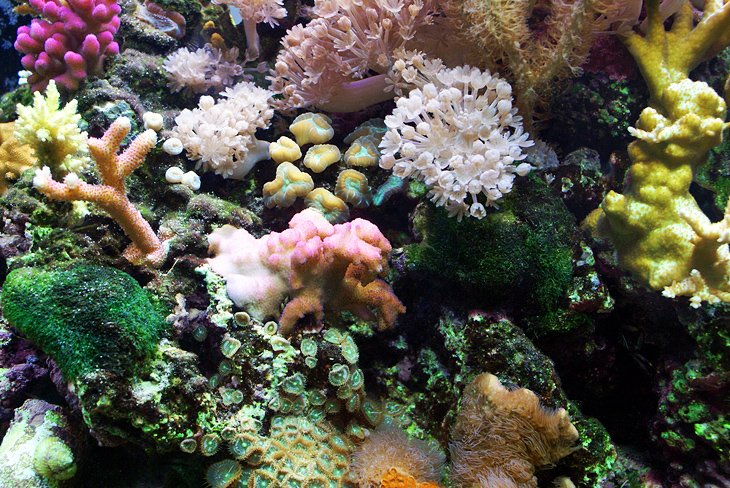 Chiêm ngưỡng Cuộc sống dưới biển đầy màu sắc tại Thủy cung Birch