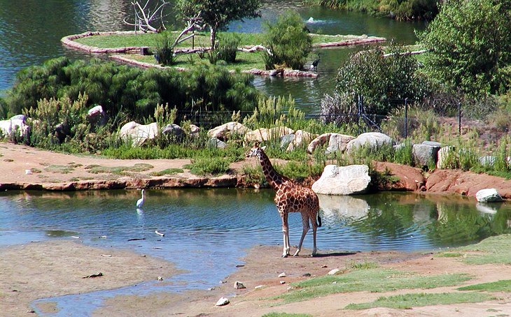 Cho hươu cao cổ ăn tại Công viên Safari