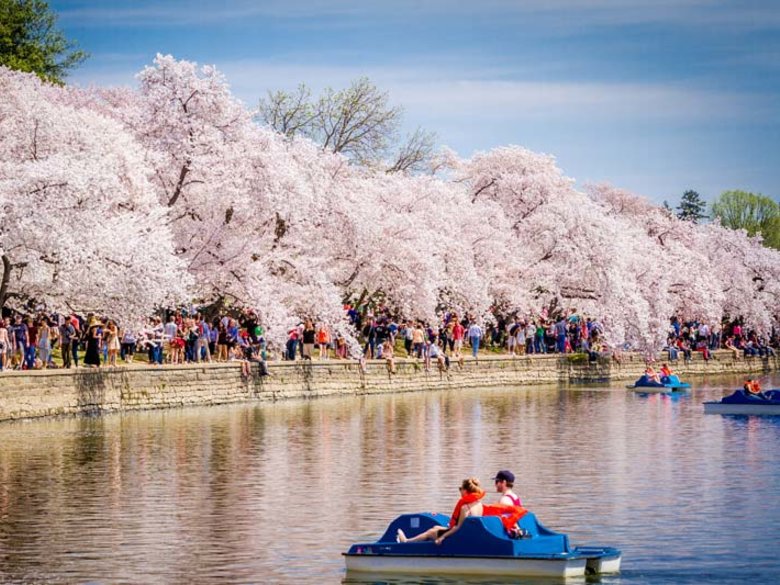 Cherry Blossom Cruises 