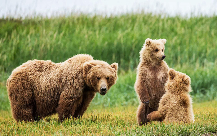 Alaska Bear Adventures