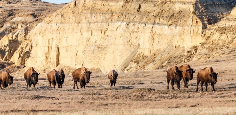 vùng đất phía bắc dakota bison