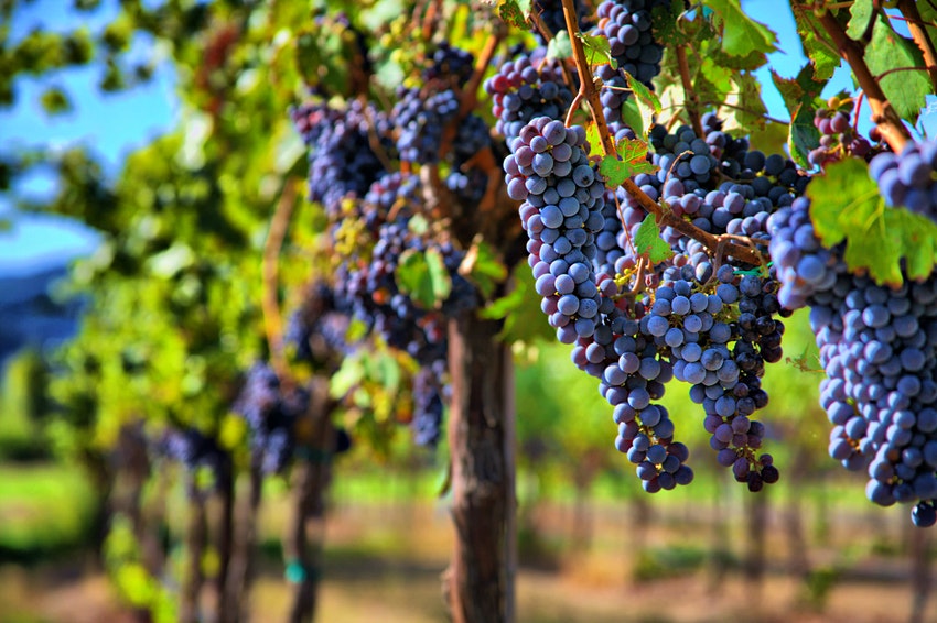 Những vườn nho và nhà máy rượu vang ở Sonoma mang đến cho bạn hương vị của châu Âu