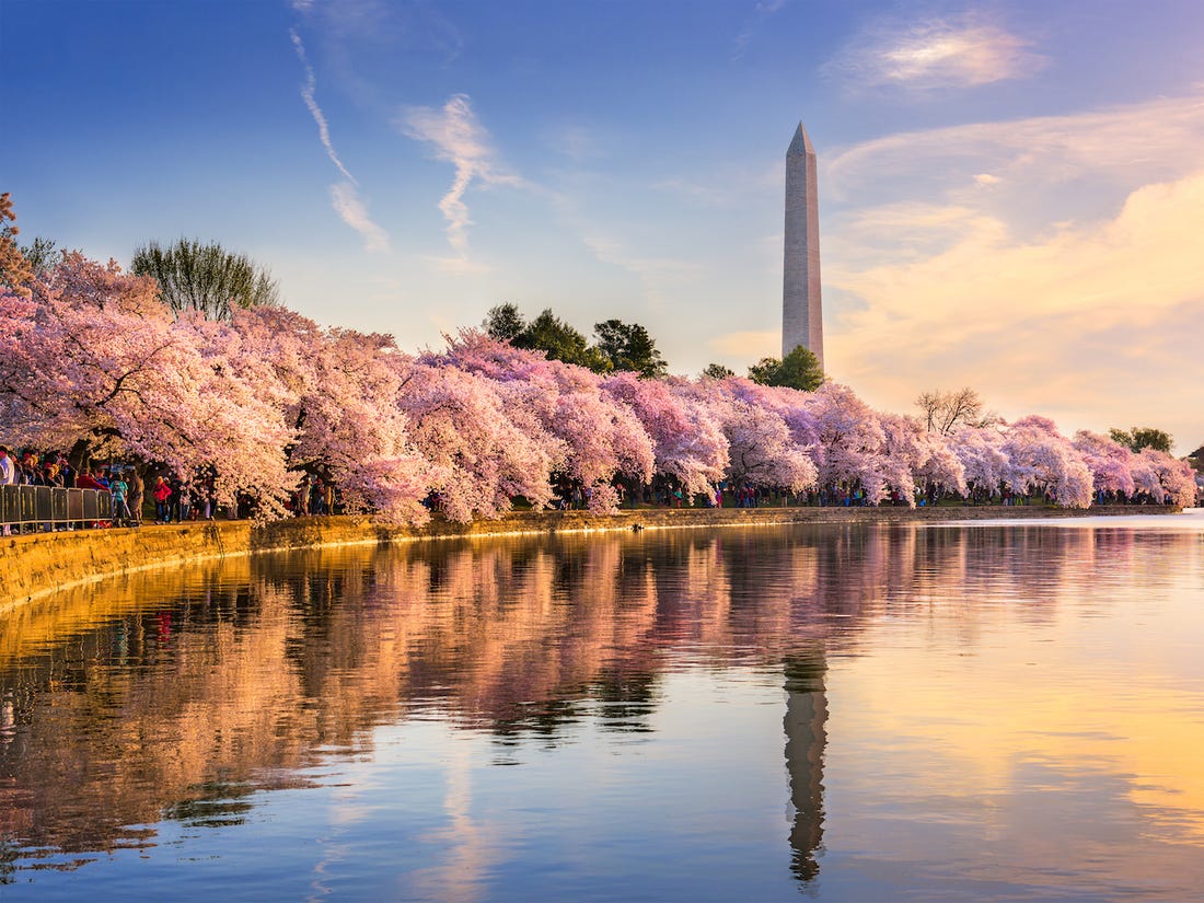 Đài tưởng niệm Washington mùa hoa anh đào