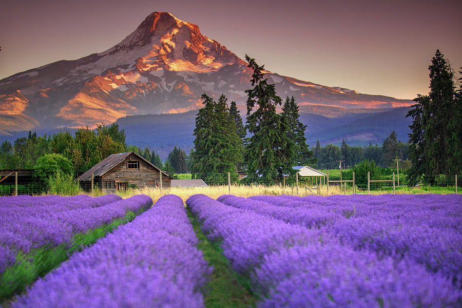 Núi Hood  là đỉnh núi cao nhất ở tiểu bang Oregon