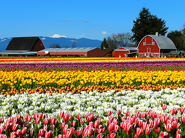 Cánh đồng hoa tulip của Thung lũng Skagit rất giống với Hà Lan.