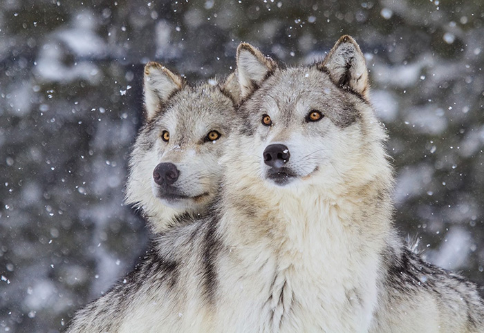 Theo dõi những con sói hoang dã tại Yellowstone