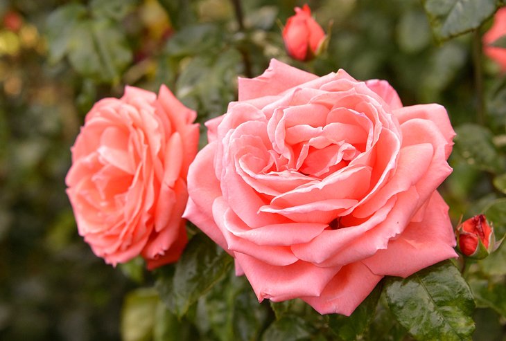 Vườn thử nghiệm hoa hồng quốc tế