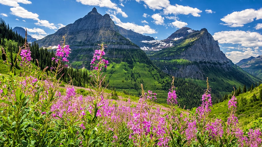 Những bông hoa màu tím nở trên đồng cỏ trên núi với những đỉnh núi màu xám trên nền