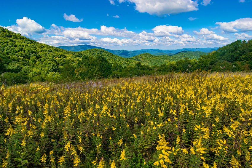 Những bông hoa vàng nở trên những ngọn đồi trập trùng của dãy núi Appalachain