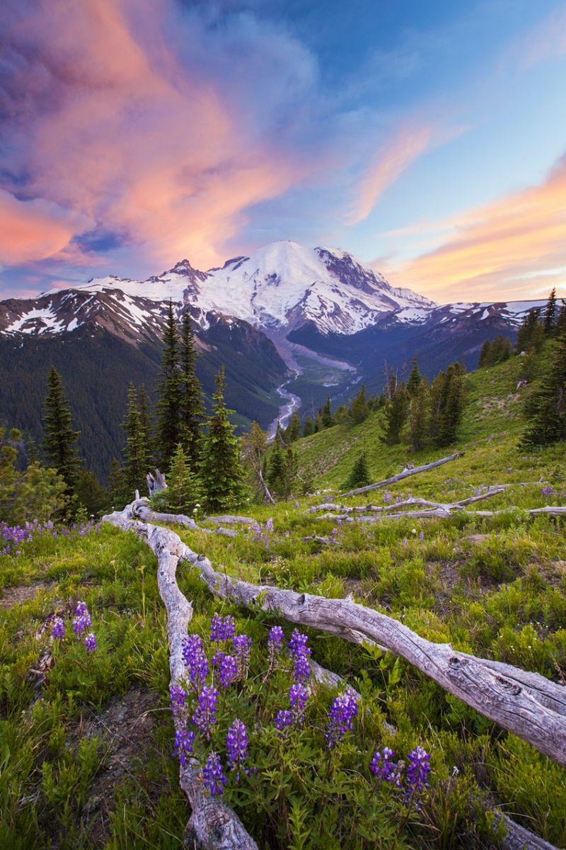 Những bông hoa dại màu tím nở rộ trên đồng cỏ dưới bầu trời màu hồng và xanh, với nền núi Rainier