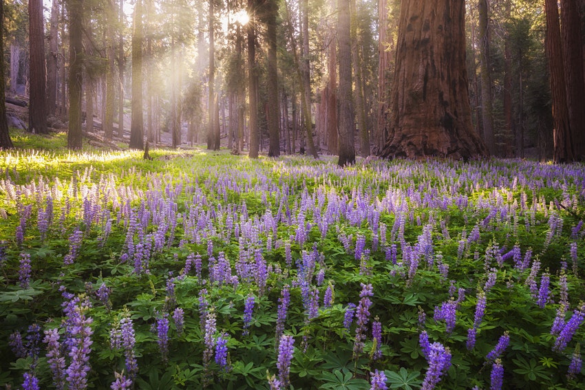 Cây lupin màu tím phát triển dưới ánh sáng mặt trời giữa những cây Sequoia
