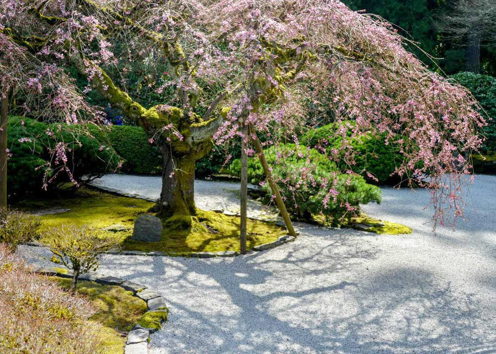 Lễ hội hoa anh đào vườn Nhật Bản Portland, Oregon