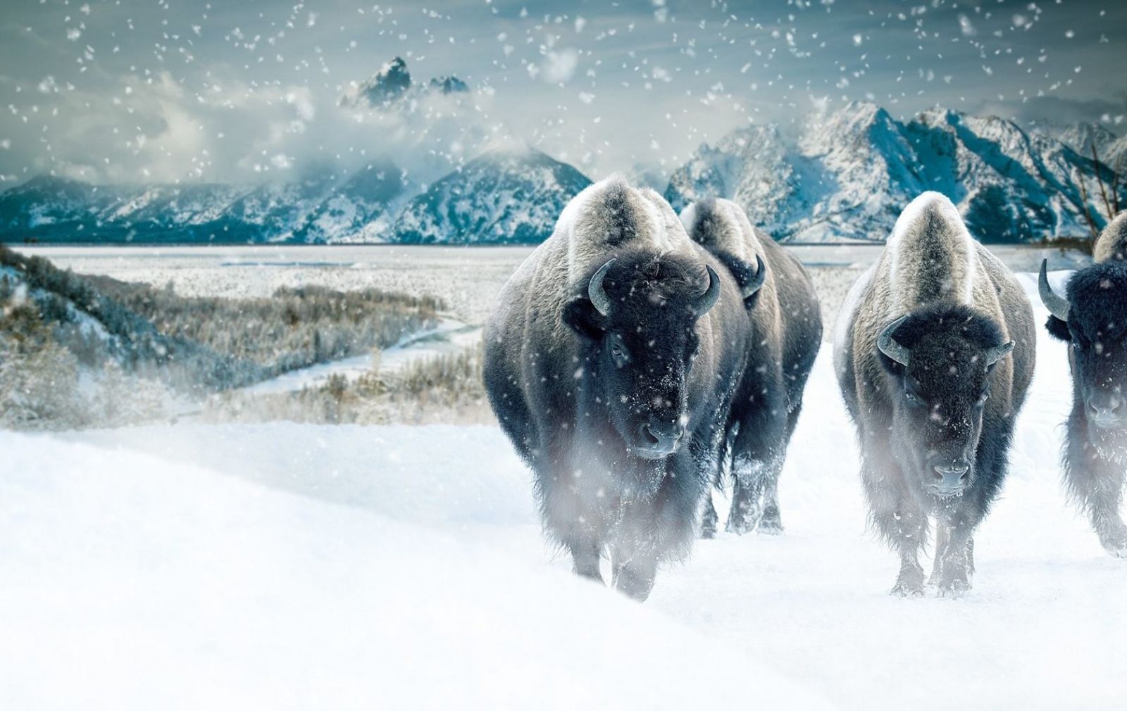 Đàn bò rừng ở Vườn quốc gia Yellowstone vào mùa đông