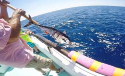 Du lịch và câu cá ở Key West Florida